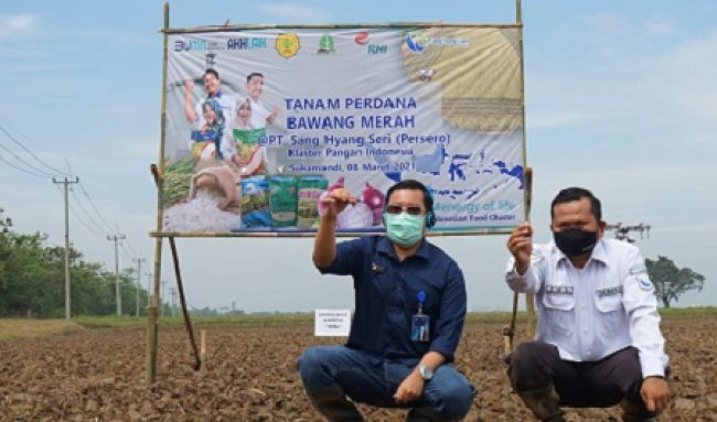 Dukung Kerjasama SHS dengan AOA Dalam Budidaya Bawang Merah Dukung Kerjasama SHS dengan AOA Dalam Budidaya Bawang Merah
