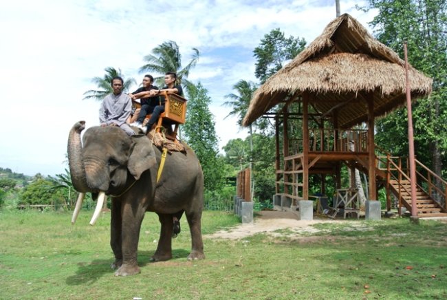 Sensasi Nunggang Gajah di Taman Wisata Lembah Hijau Sensasi Nunggang Gajah di Taman Wisata Lembah Hijau