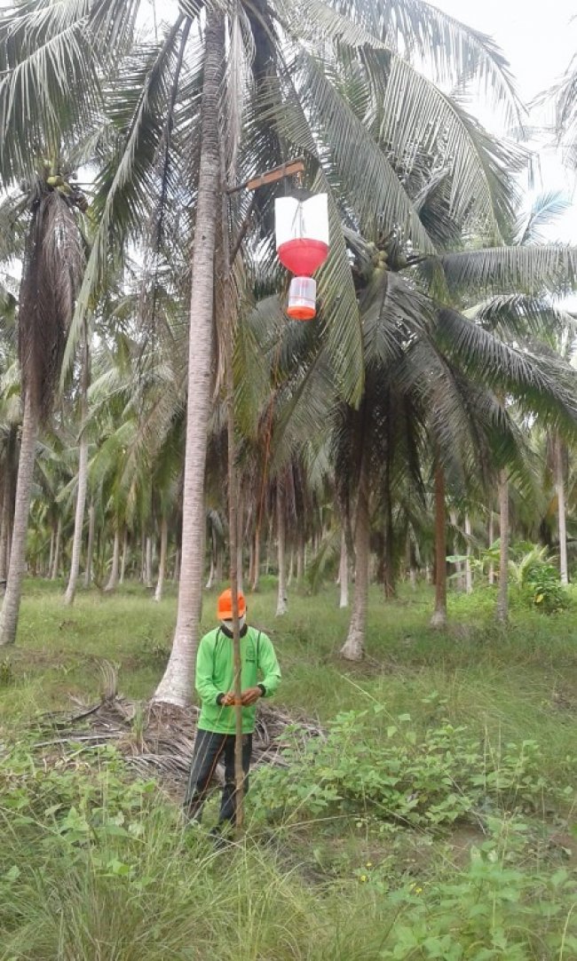 Kementan Dorong Produktivitas Kelapa