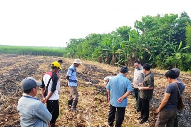 Kunjungi Pembangunan Komoditas Tebu Sumsel 