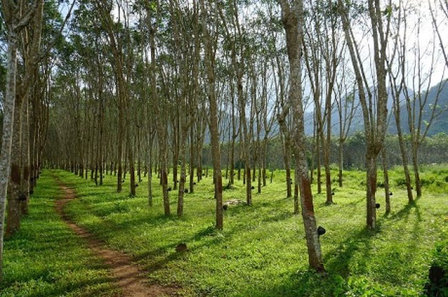 DirekturJenderalPerkebunanKasdi Subagyono