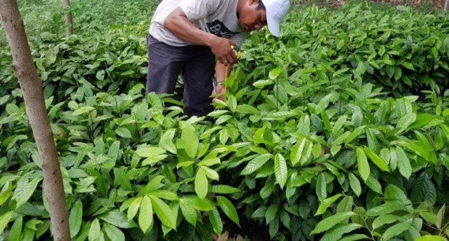 Direktur Jenderal Perkebunan Kasdi Subagyono