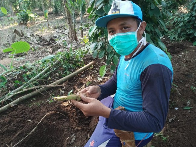 Direktur Jenderal Perkebunan Kasdi Subagyono