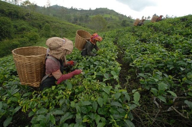 Direktorat Jenderal Perkebunan,  Kasdi Subagyono