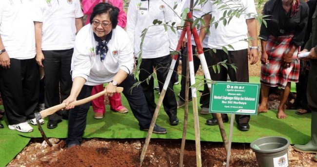 Menteri Siti Nurbaya: Jangan Terkejut dalam Rehabilitasi Hutan Kita Tanam Bibit Buah Lokal