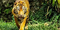 kebun binatang harimau china