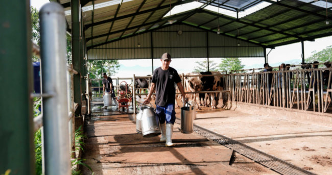 MBG Dorong Pemberdayaan Peternak Lokal dan Kemandirian Industri Susu