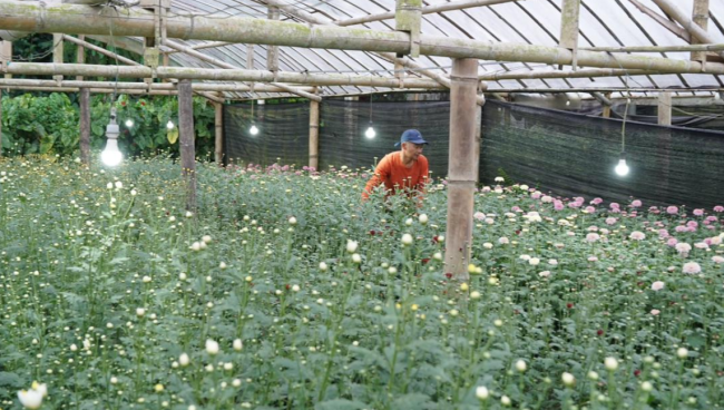 Electrifying Agriculture PLN Tingkatkan Produktivitas Petani Bunga Krisan di Tomohon