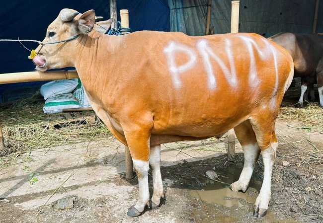PNM Teruskan Bentuk Syukur HUT ke-26 Lewat Sedekah Kurban di 26 Titik