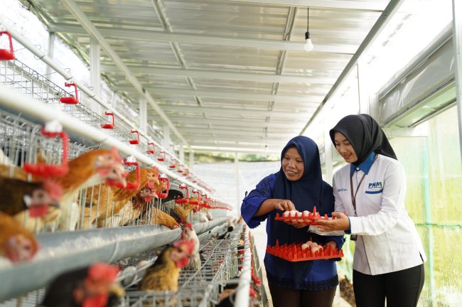 Bantu Ekonomi dan Pangan, PNM Bagikan 240 Ekor Ayam