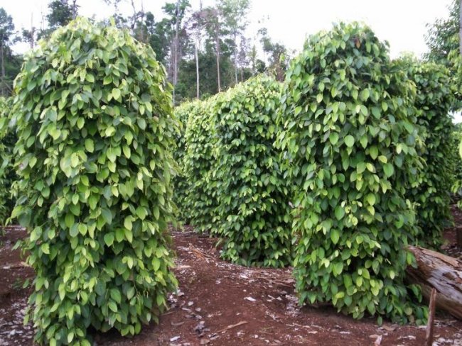 Direktur Jenderal Perkebunan, Kasdi Subagyono