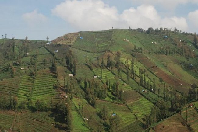 Wiratno