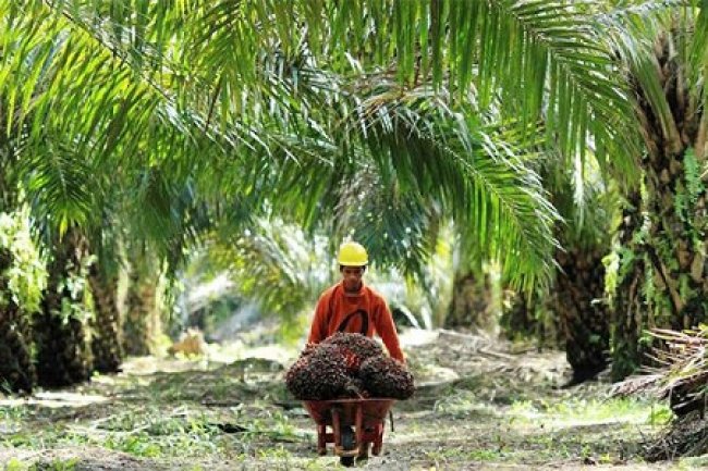 Direktur Jenderal Perkebunan Kementan Kasdi Subagyon