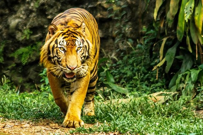 kebun binatang harimau china